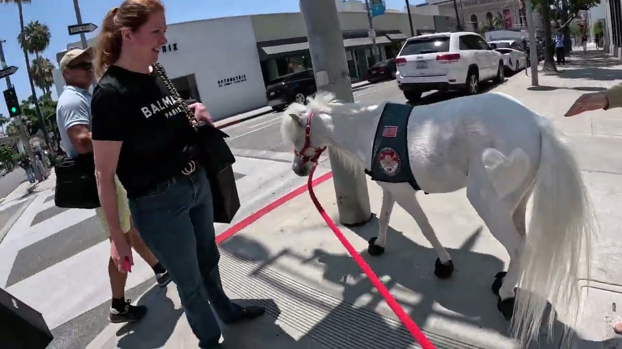 Lt. Rowdy walking around Rodeo Drive Beverly hills California 3 of 10 70823