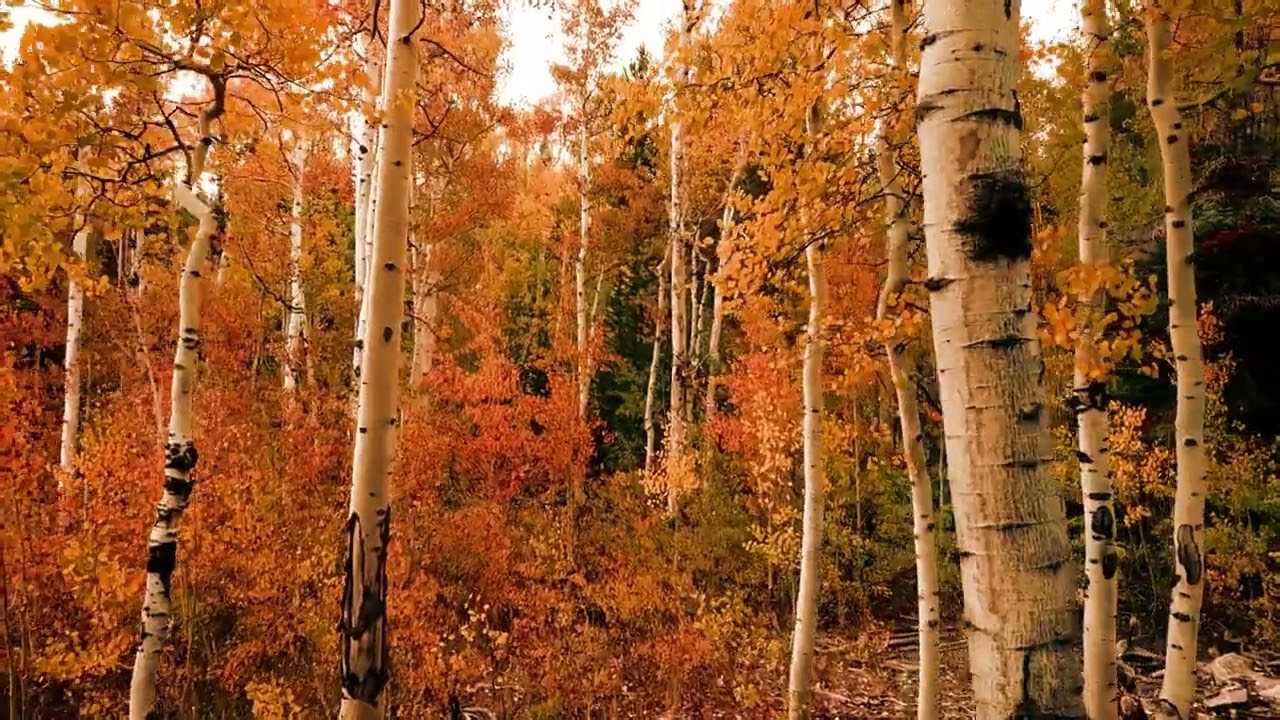 AUTUMN | 4K VİDEO | Magical Videos TV #autumn #sonbahar #orman