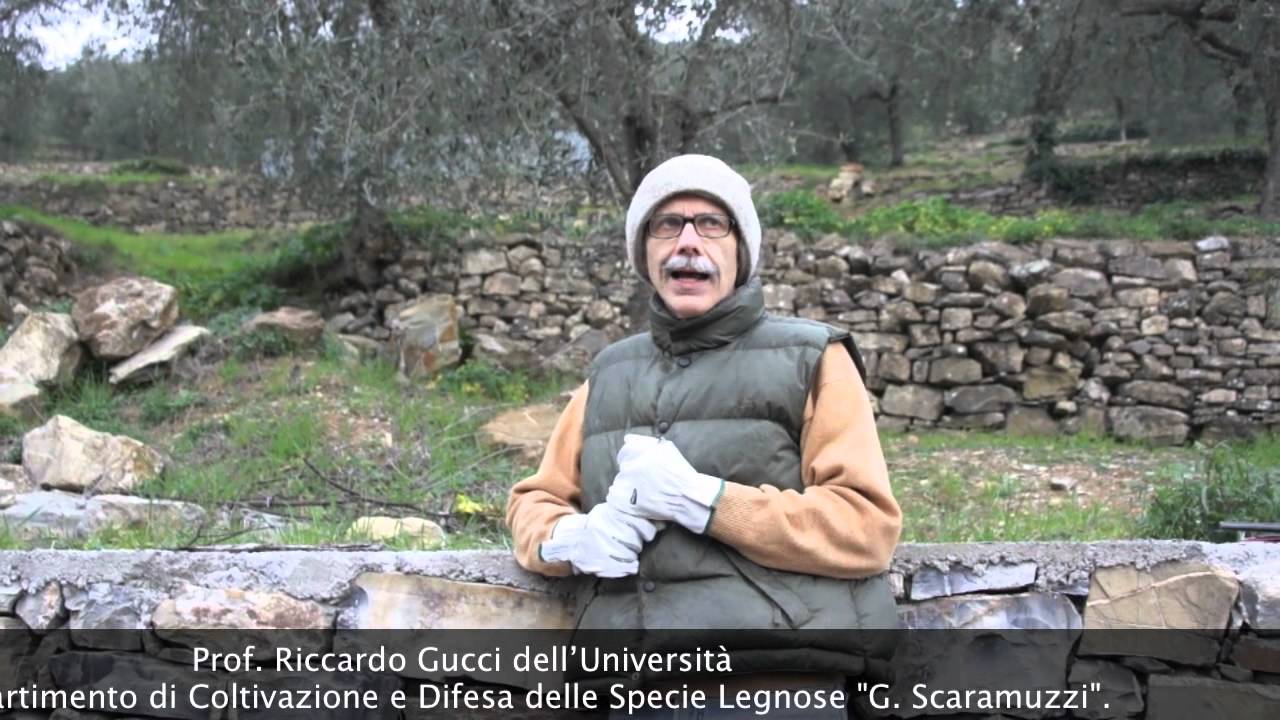 La Potatura dell'oliveto 1 parte cia imperia