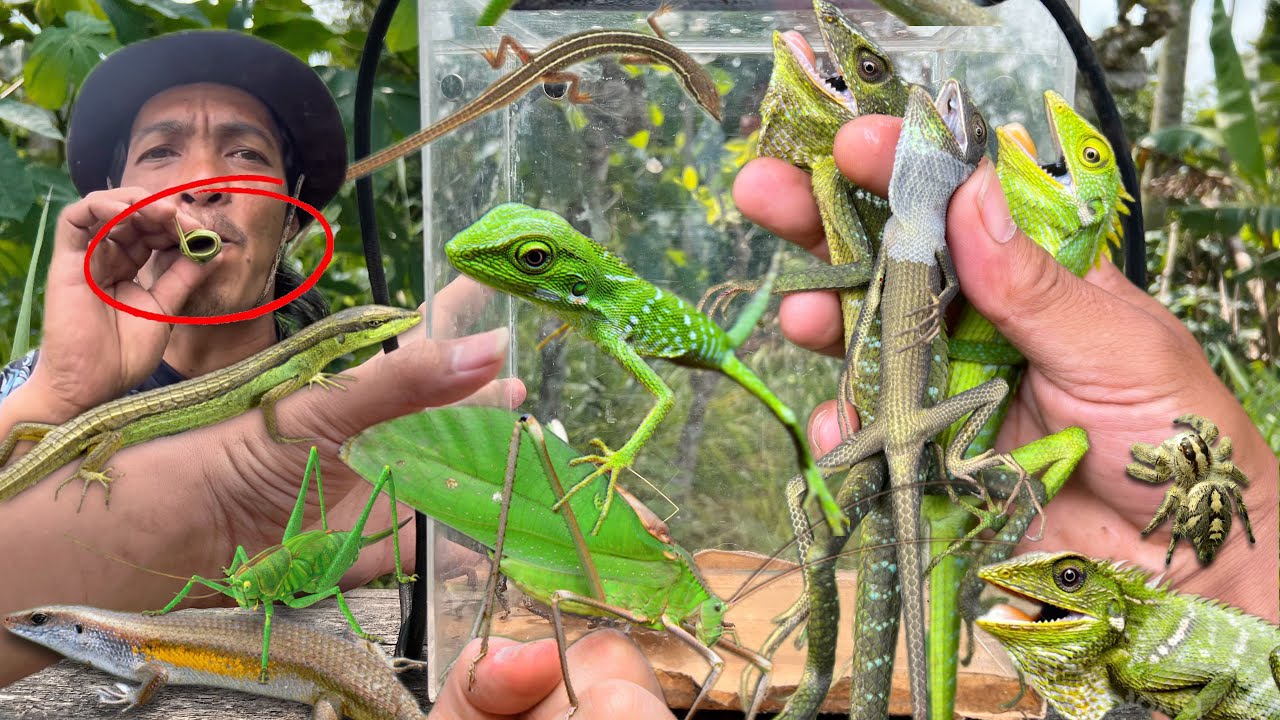 How to make a trumpet to call reptiles‼️catch chameleon, grass lizard, leaf grasshopper