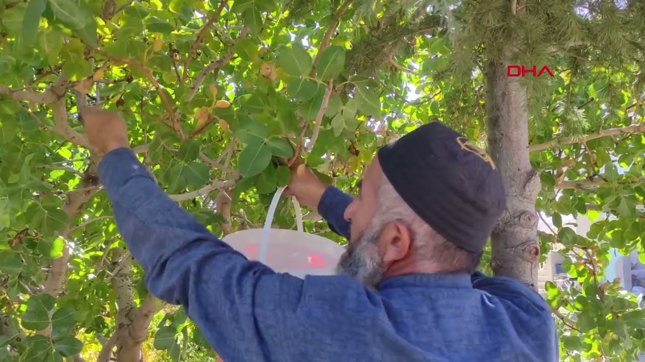Bekir dede, yetişmesi mümkün olmayan bitkileri evinin bahçesinde yetiştirdi