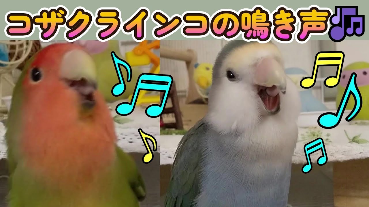 【よく鳴くコザクラインコ♪】良く通るコザクラインコのさえずり♪後半賢くケージに入るキコとクウ♥Lovebird singing voice.