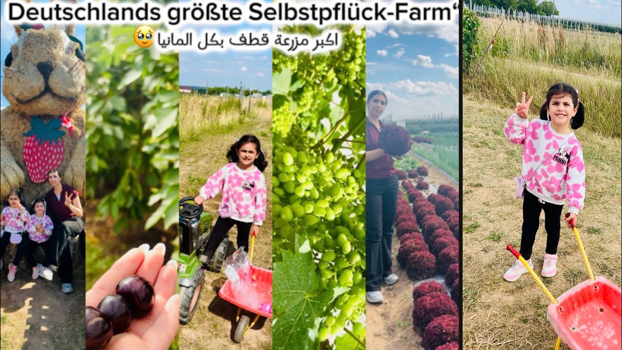 اكبر مزرعة خضار وفواكه بالمانيا🇩🇪استكشفوا معنا الاماكنDeutschlands größte selbstflücken hof#farming 