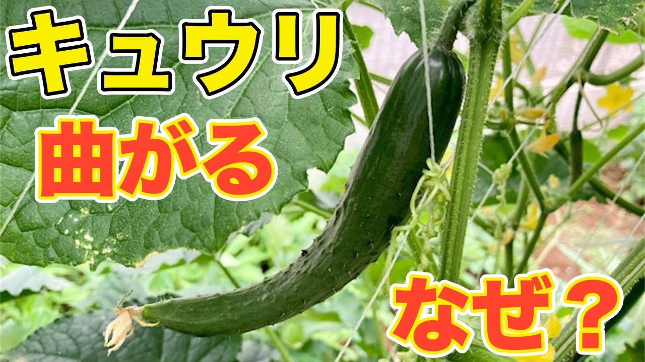 【たった５分！】キュウリが曲がる理由と対策方法を紹介します！