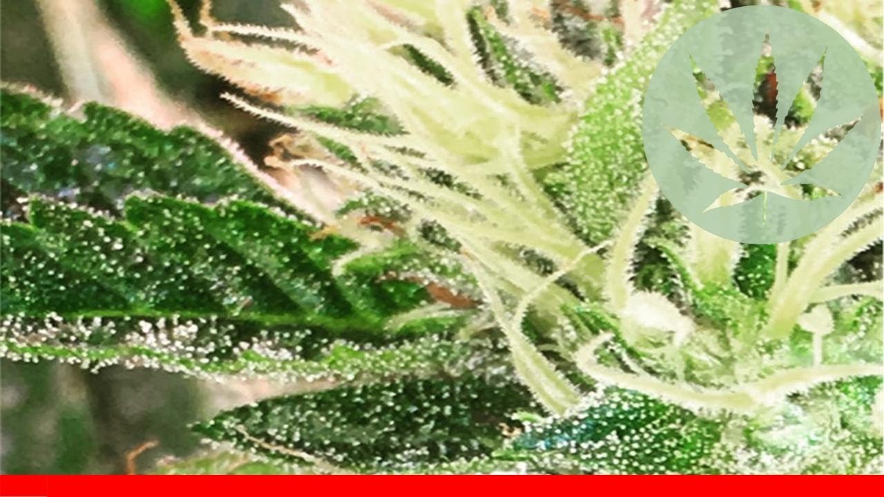 Grape Kush - All About This Strain