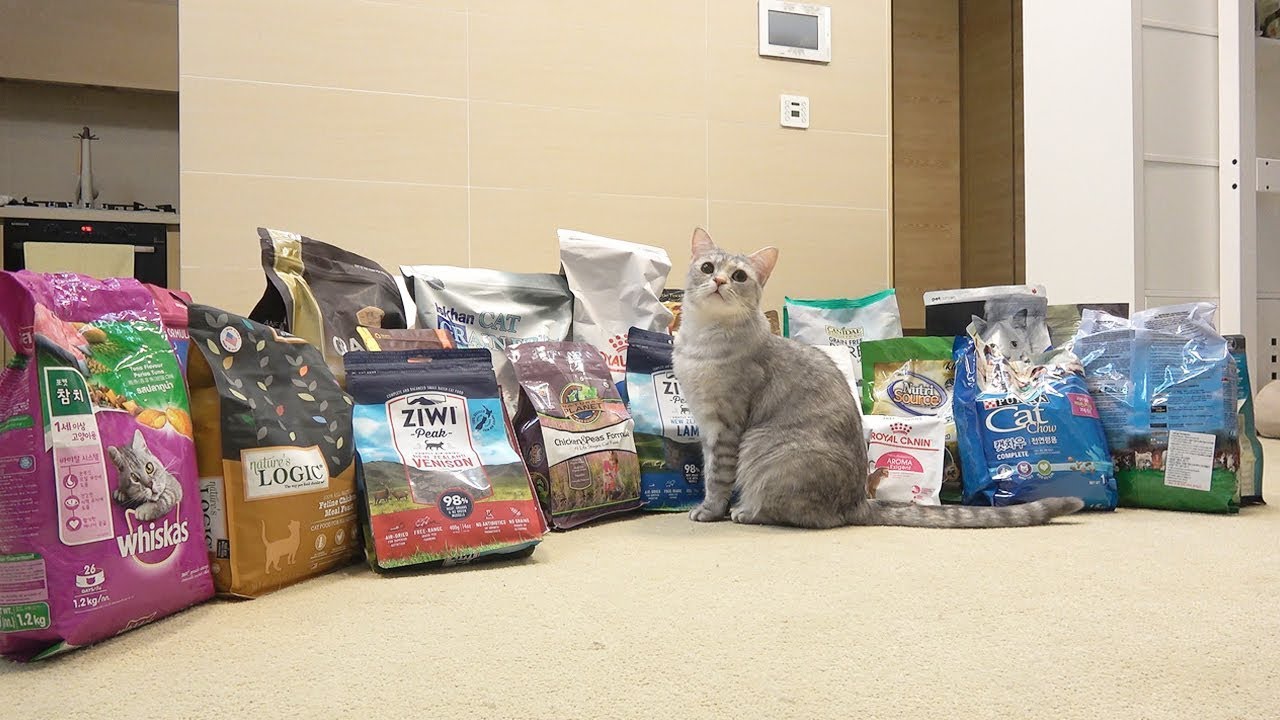 티티 고양이에게 엄청난 선물이 도착했어요