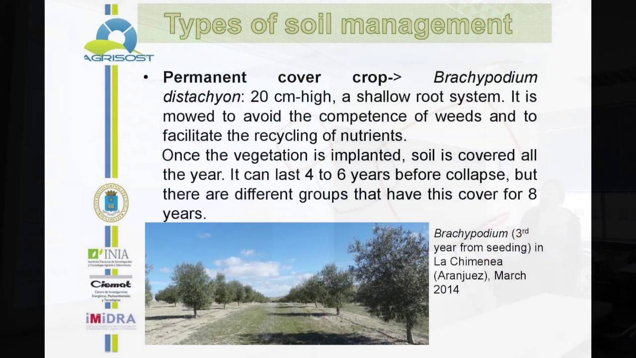 Soil management in olive groves