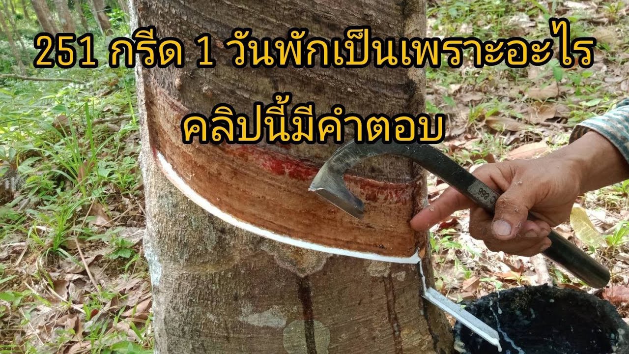 ึยางพันธ์ 251 ต้องกรีด 1 วันพัก ในทุกฤดูกาลของการกรีด