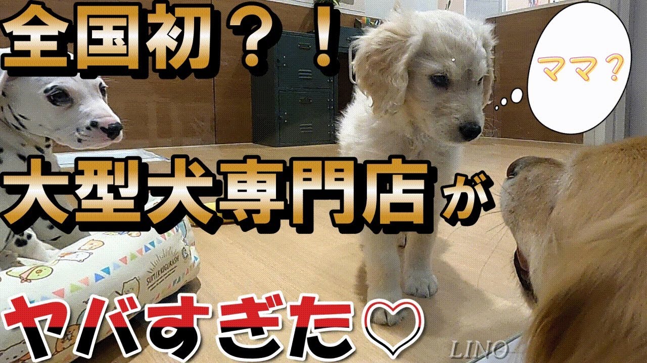 【新店舗ペットショップ】全国初？！大型犬専門店が名古屋に出来たので行ってみた。