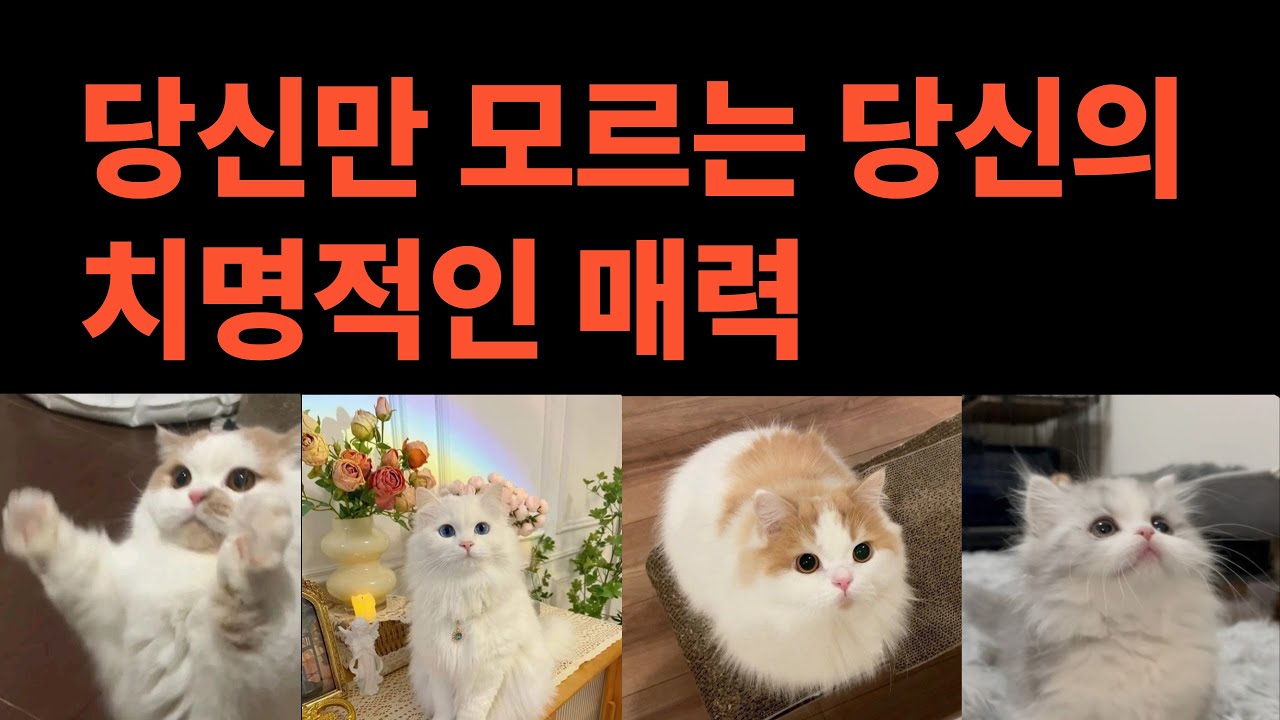 [타로💛] 🌹이 매력 때문에 사람들이 당신을 잊지 못합니다✨💛