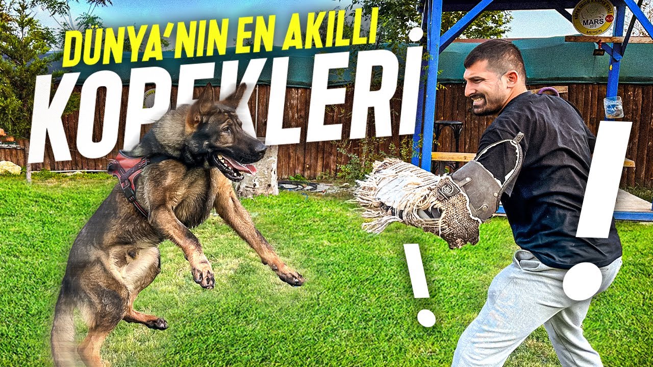 D&Uuml;NYA'NIN EN ZEKİ K&Ouml;PEKLERİYLE YARIŞTIK