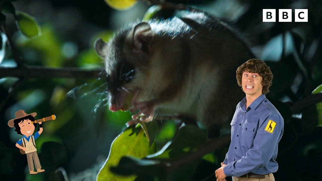 The Sleepy Hedgehog | Andy's Secret Hideout | Andy's Amazing Adventures