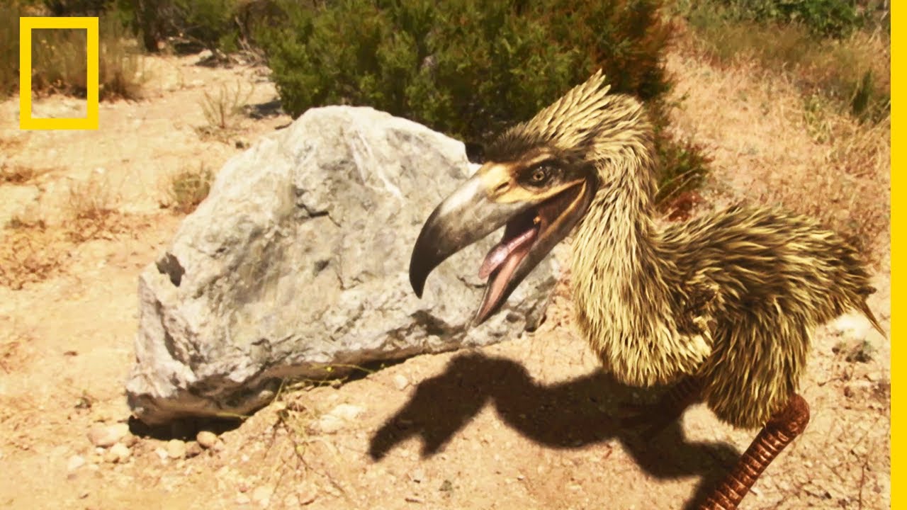 L'étonnant cerveau de l'oiseau de terreur