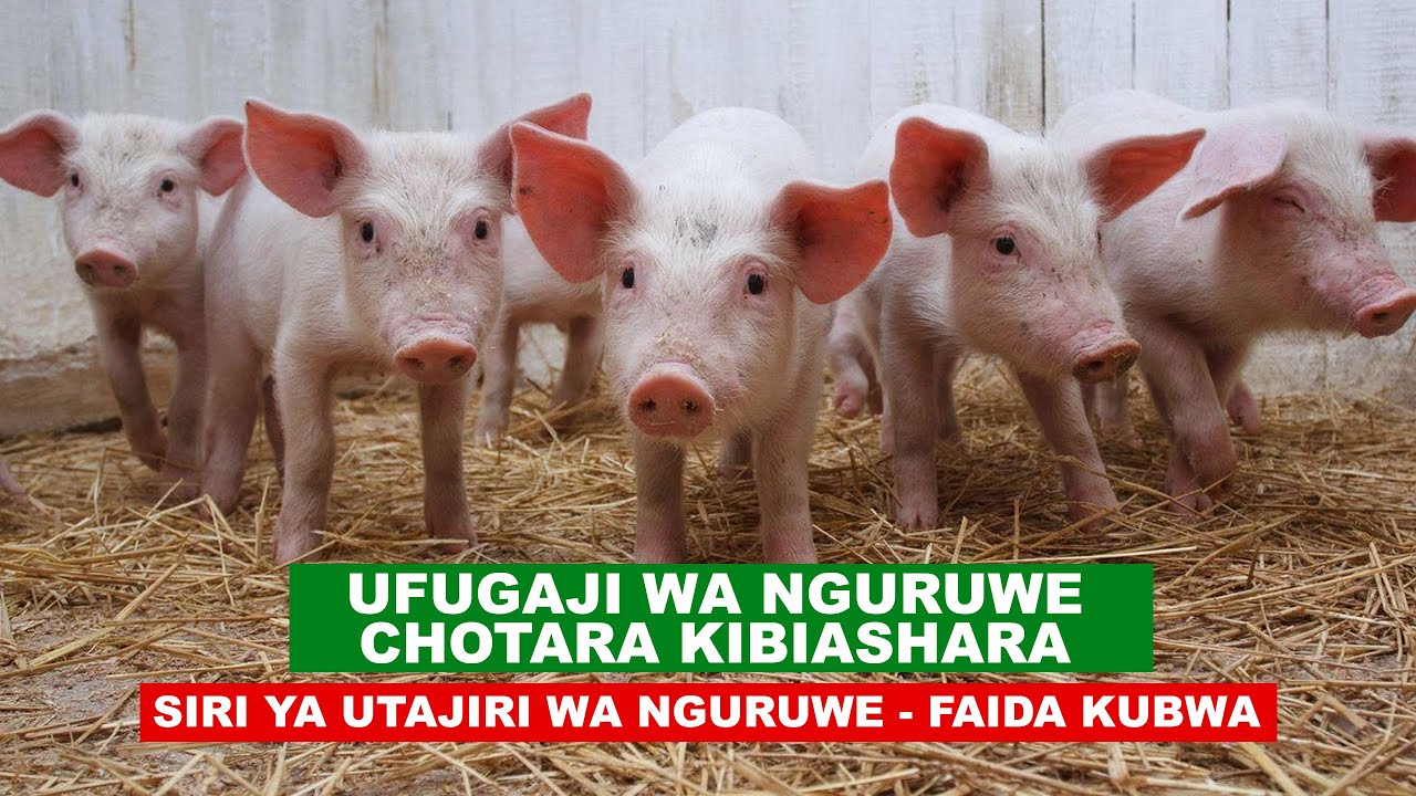 UFUGAJI WA NGURUWE CHOTARA KIBIASHARA I SIRI YA UTAJIRI WA NGURUWE | UKUAJI WA HARAKA NA FAIDA KUBWA