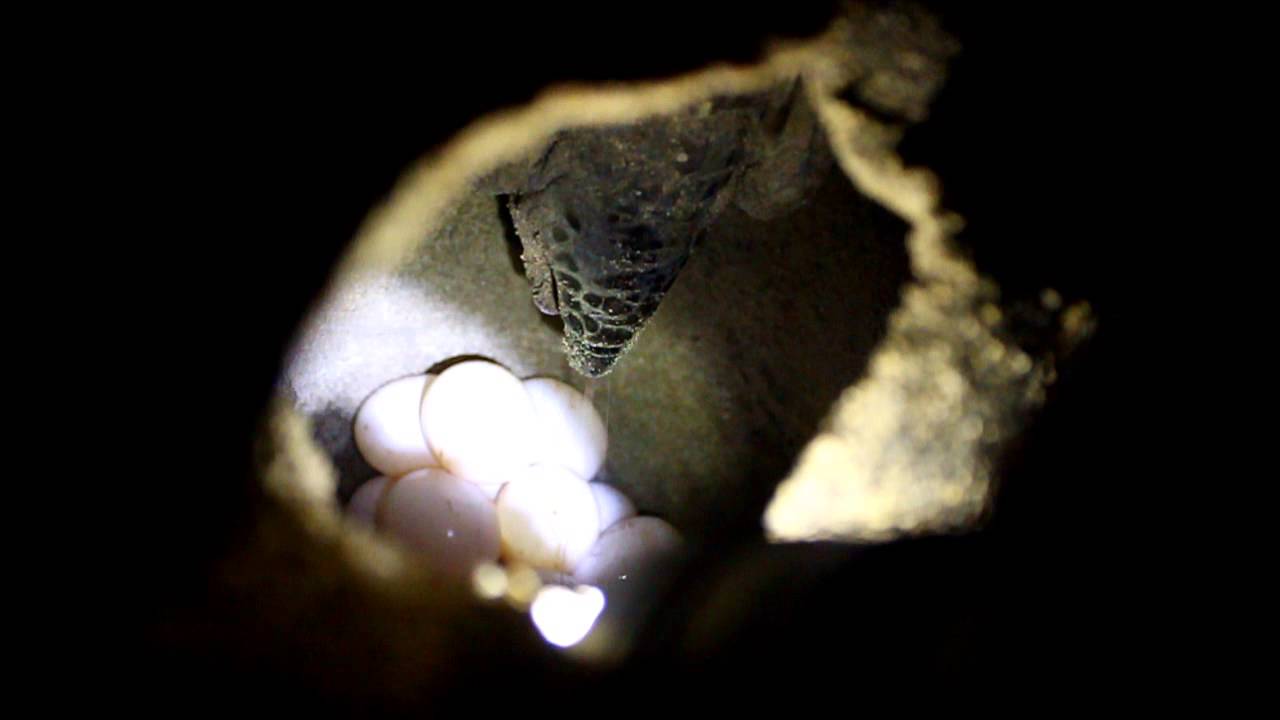 Tortues marines de Mayotte