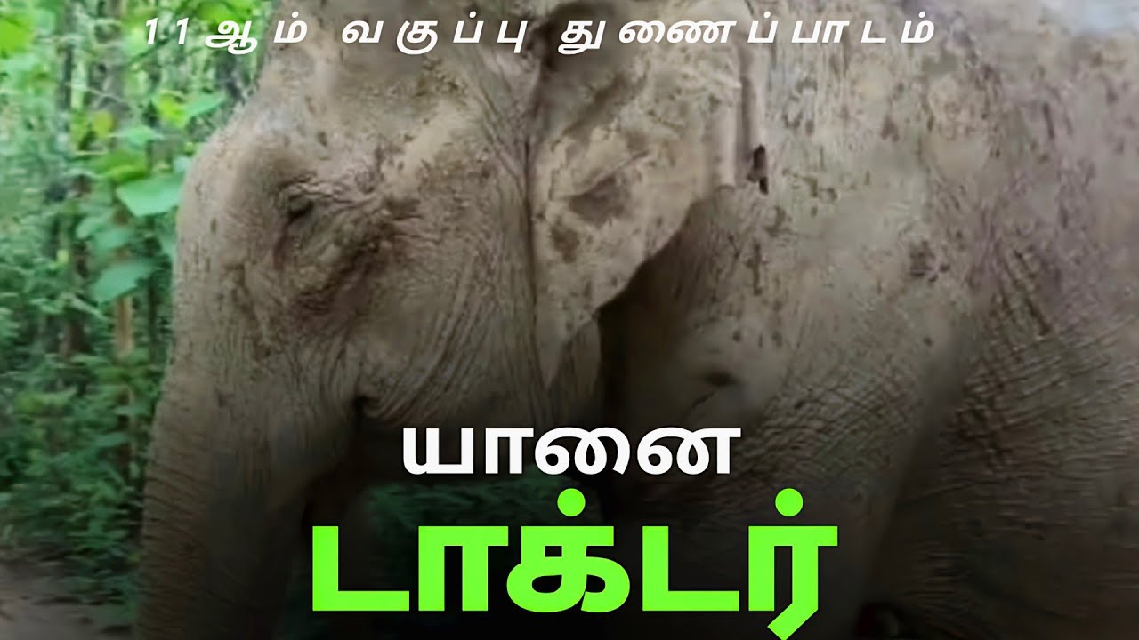 11 ஆம் வகுப்பு  துணைப்பாடம் யானை டாக்டர்