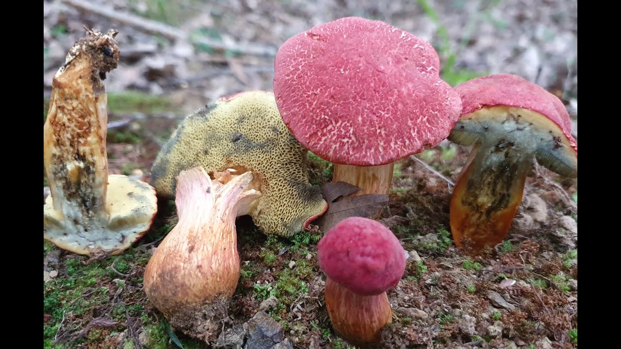 Hortiboletus rubellus     (Ruby Bolete) 4k