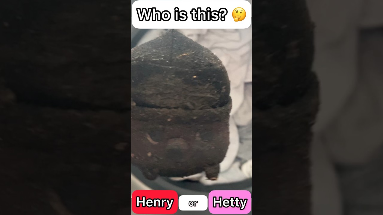 Is this muddy HENRY or HETTY ?? ❤️🩷  #hoover #fun  #tayesplay #kids #viralsong