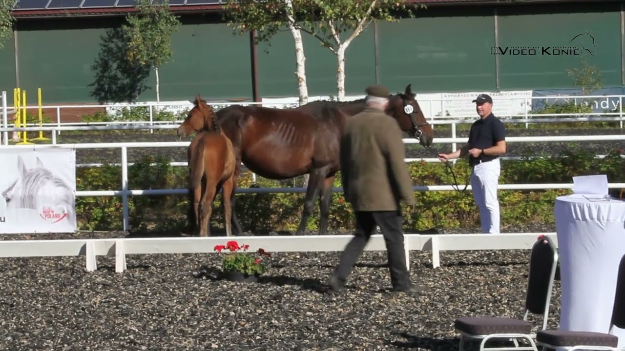 klacz DRAGON DREAM S ur. 2025 rasa SP (LISSARO x DA VINCI CODE x QUATTRO B) na sprzedaż
