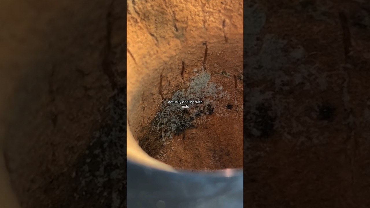 How To Remove Mold In Mate Gourds🧉