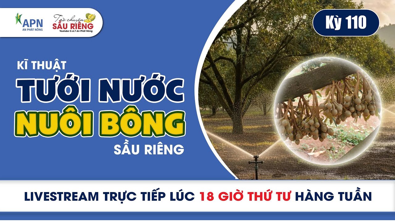 APN -CÁCH TƯỚI NƯỚC VÀ NUÔI BÔNG SẦU RIÊNG | KỲ 110