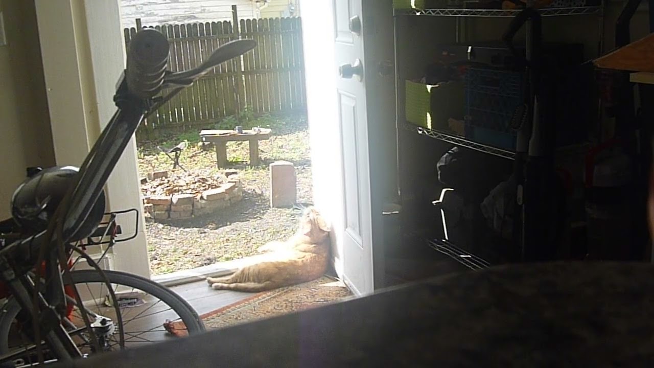 Big cat chilling