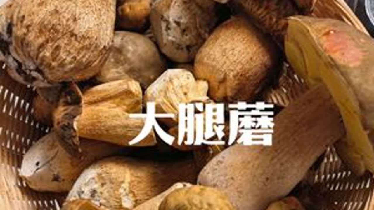 采大腿蘑越来越卷了，我四点多到山上，人家已经下山了