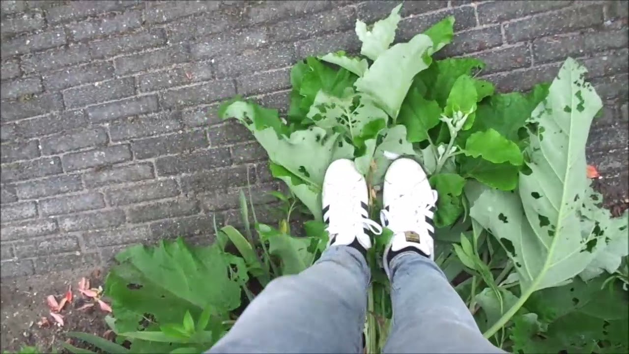 Adidas Superstars stomp, trample and destroy flowers / plants