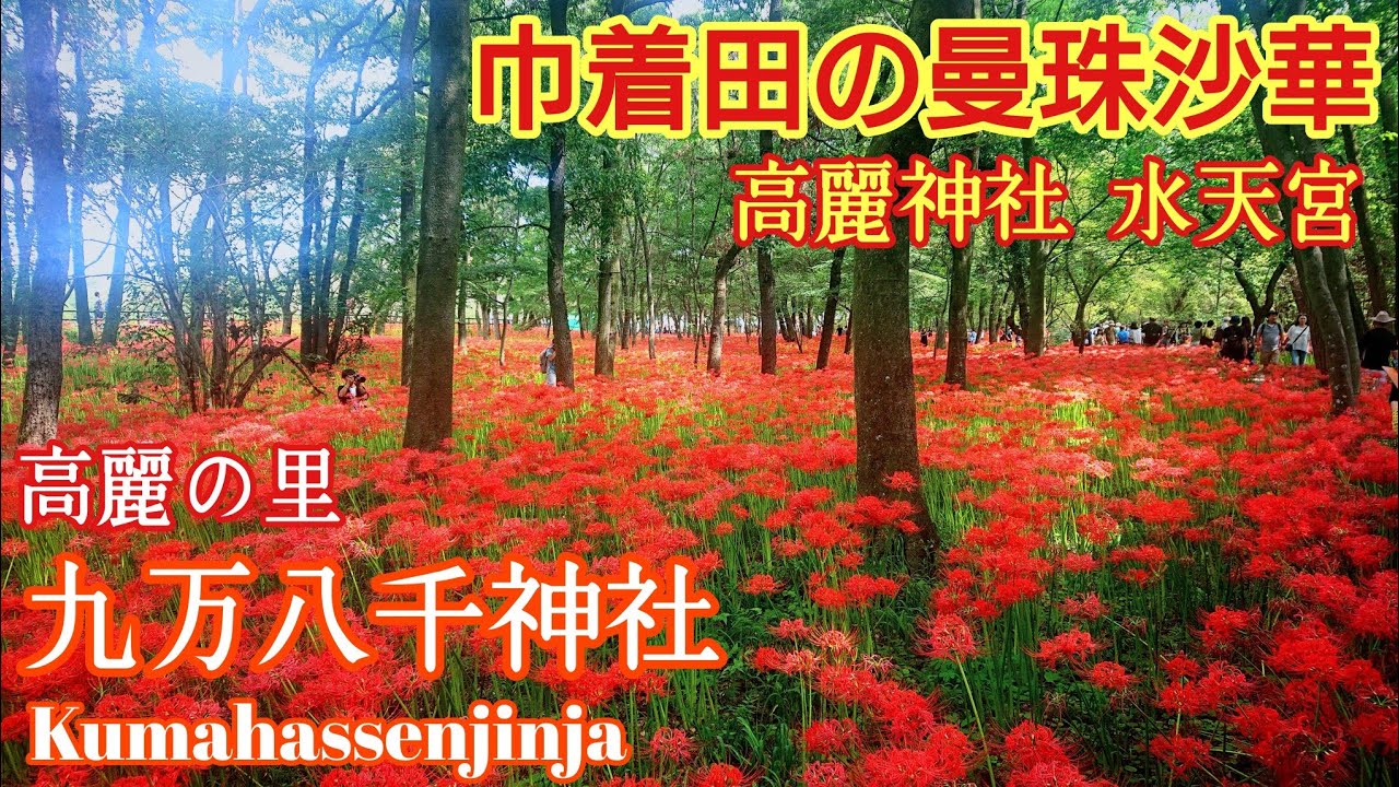 埼玉 高麗神社の奥宮と九万八千神社『曼珠沙華の巾着田』彼岸花と歴史【音声ガイド】