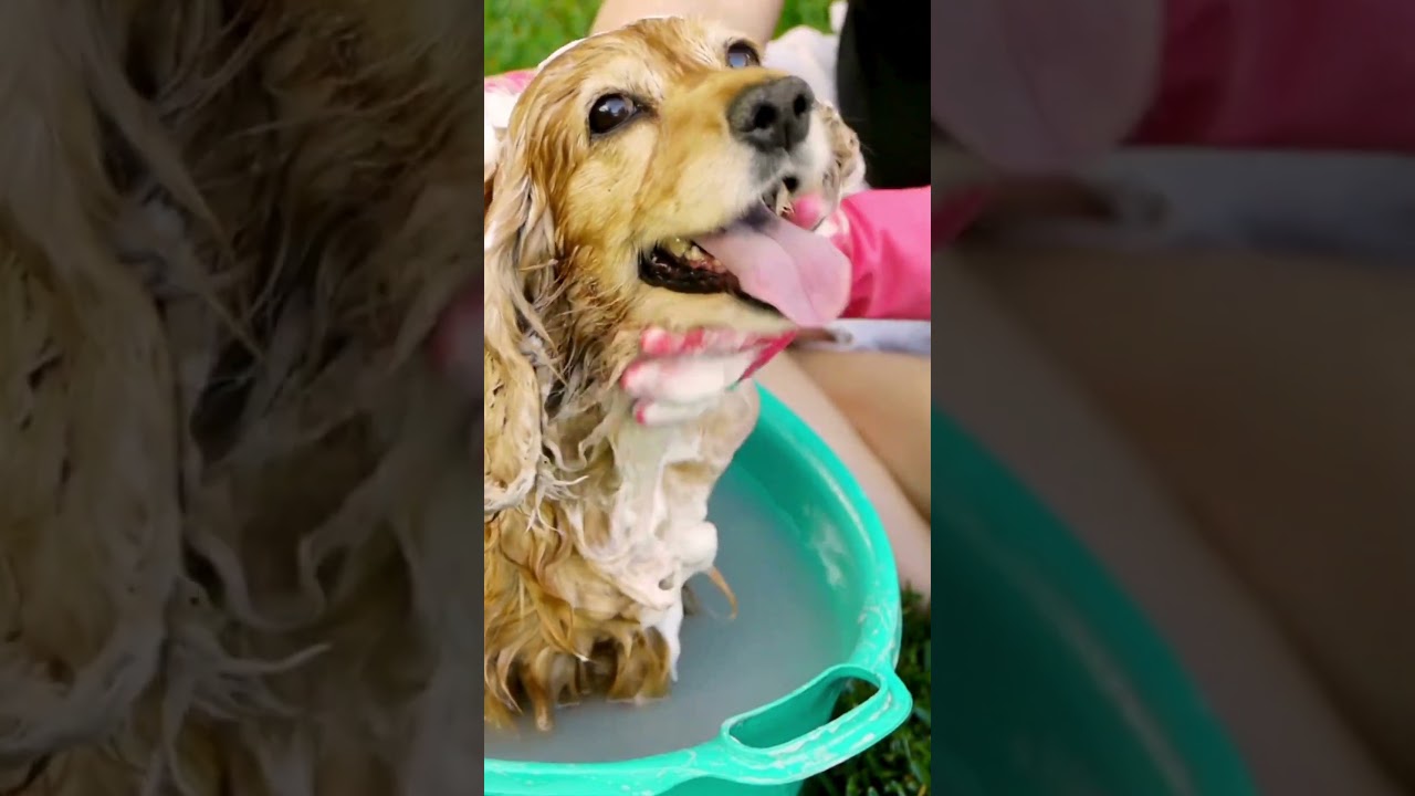 Day 7: Shedding Solutions: How to Keep Your Home Fur-Free!🐾 30 Petcare Tricks Series #pets