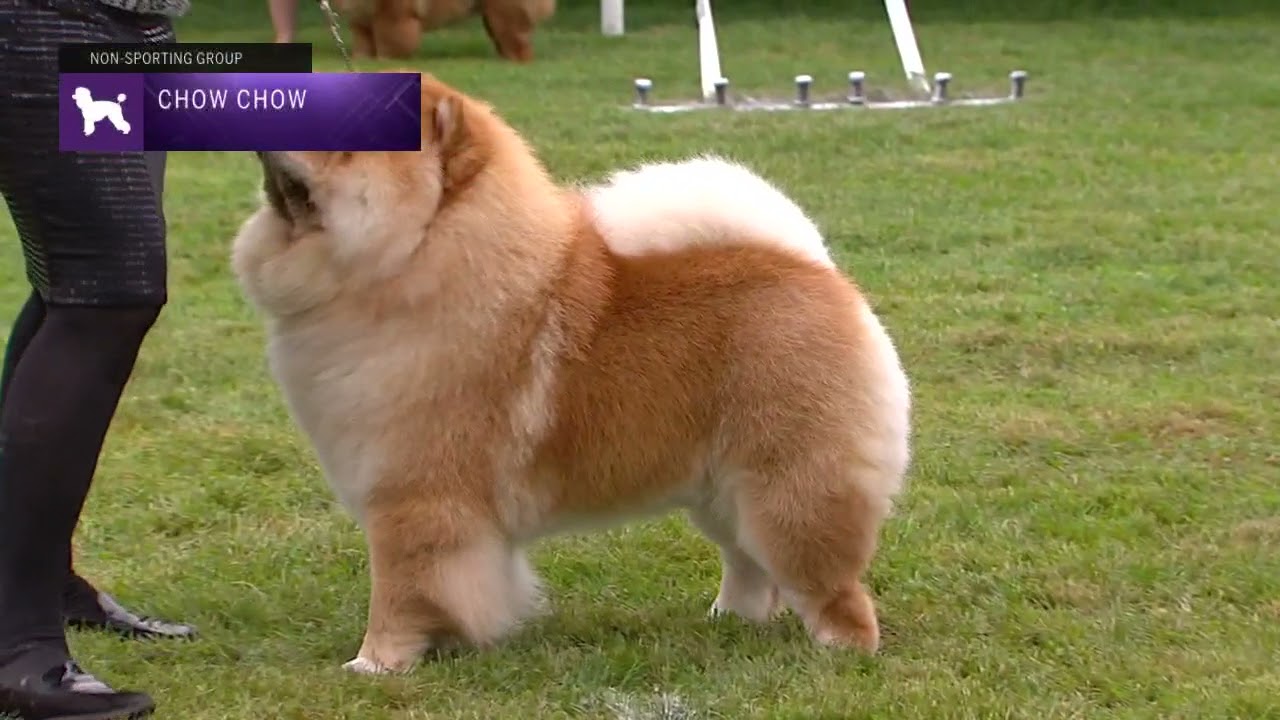 Chow Chows | Breed Judging 2021