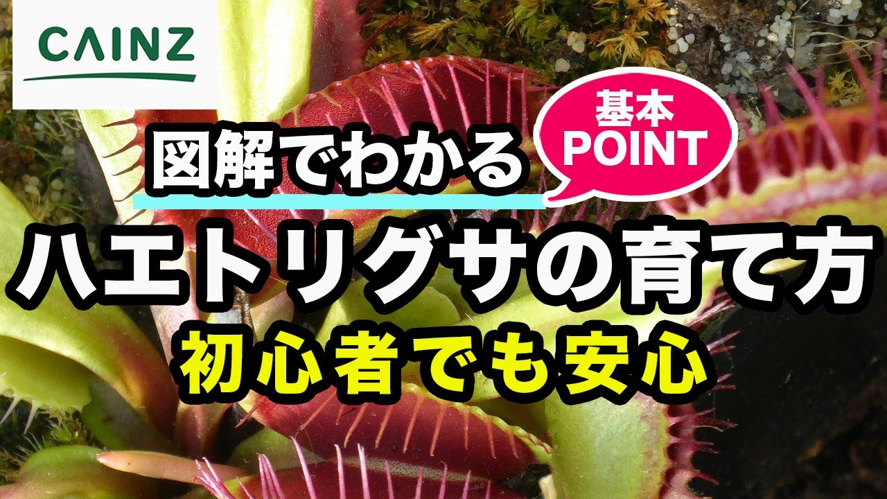 ハエトリグサ（ハエトリソウ）の育て方 カインズ花図鑑