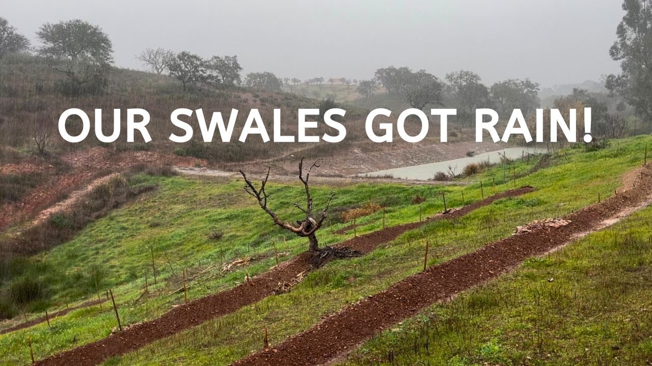 Harvesting Rainwater on our Homestead 🌧️