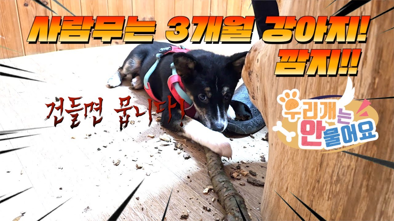 🧑🏿‍🦰 사람 무는 3개월 🐕강아지를 고쳤습니다~ 강아지 공격성 교육#강아지키우기 #3개월강아지 #강아지키우는법