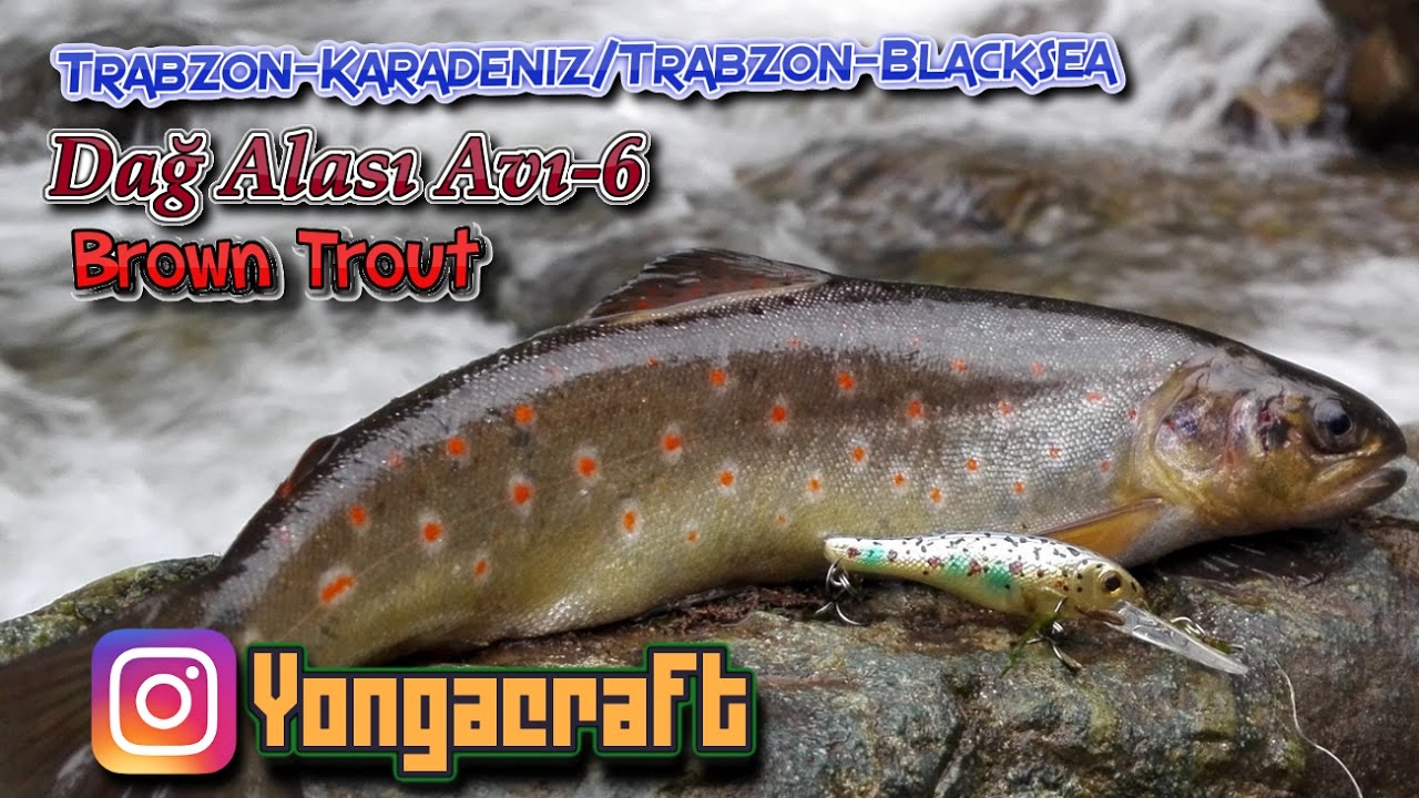 Kırmızı Benekli Dağ Alası Avları 6 Trabzon/2017--Brown Trout Fishing Episode 6