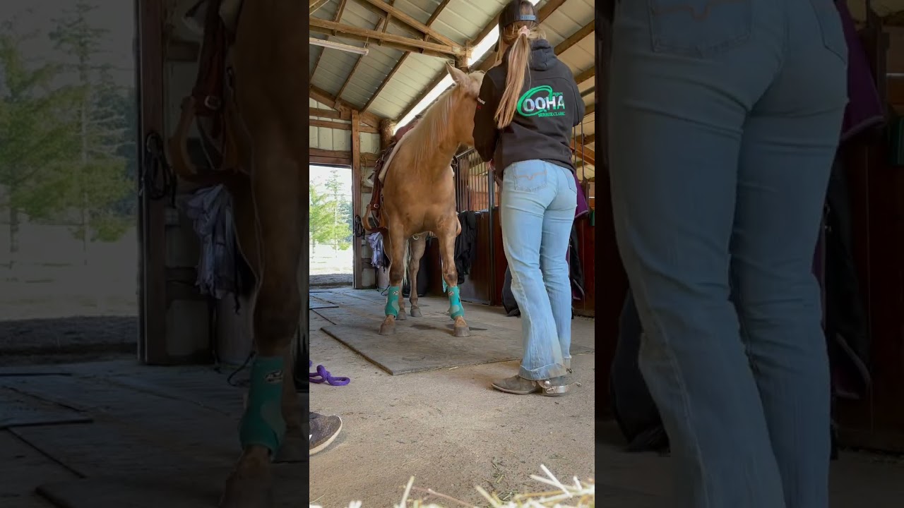 Horse people always #horsesoftiktok #horsestagram #cowgirls #horsevideo #horsesforever #horseriding