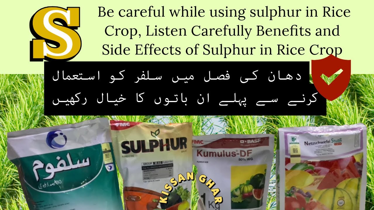 How, when and which sulphur to use for rice crop or in rice field | Rice farming  ! Kisan Ghar