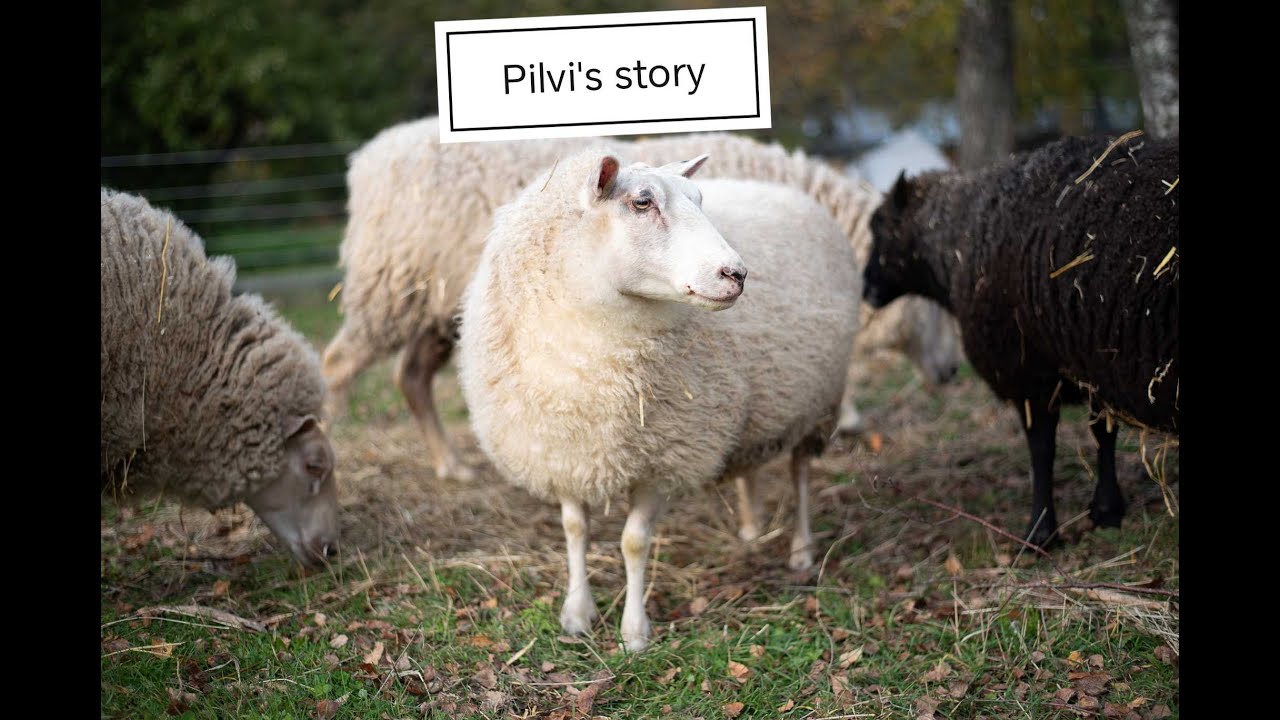 Sheep halter training: from fear to walking into the halter