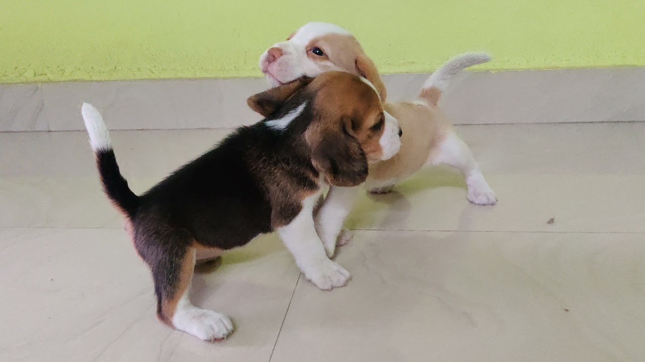 beagle puppies playing and fighting 1|one month | beagle dog | lemon beagle | tricolour beagle