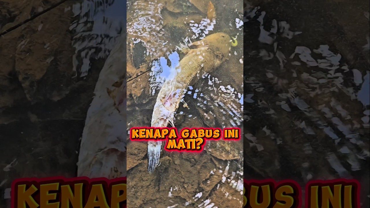 NEMU BANGKAI GABUS BABON‼️