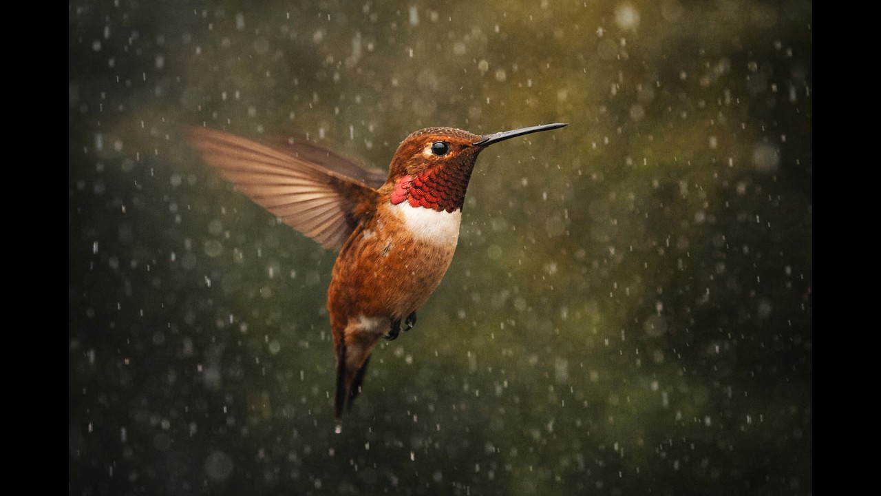 Hummingbirds Feeding After The Storm! (Natural Bird Sounds ASMR)｜ハチドリ自然音ASMR. 🐦🌬️🌺🎧
