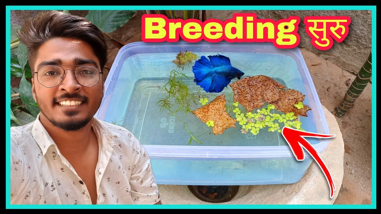 Betta Fish का Breeding सुरु 😍😍 || Breeding Betta Fish at Home || देसी DIY Betta Fish Pond