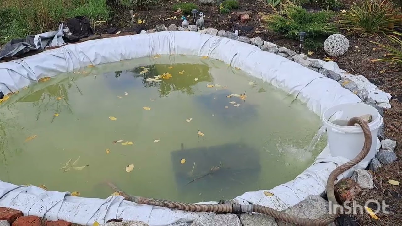 Як живуть люди в селі. Миємо ставок, декоративну водойму. Коропи кої зимівля.  Кої догляд. Коропи. 