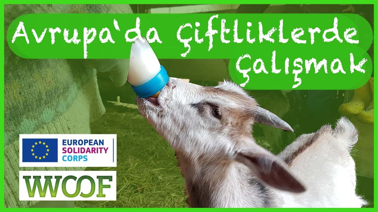 Avrupa’da Çiftliklerde Gönüllü Çalışmak 🌿 ESC, WWOOF