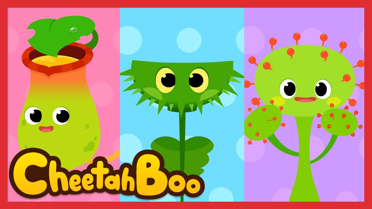 [🎉NEW] Lagu Tumbuhan Monster | Tanaman Pemakan Serangga | Lagu Serangga | Lagu Anak | #Cheetahboo