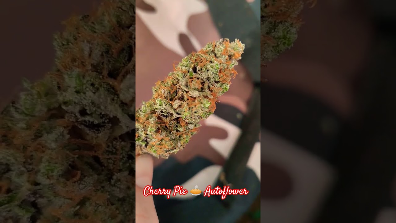 Cherry Pie Autoflower from Canuk Seeds all dried and ready for cure! #cultivation #Bud #Canukseeds