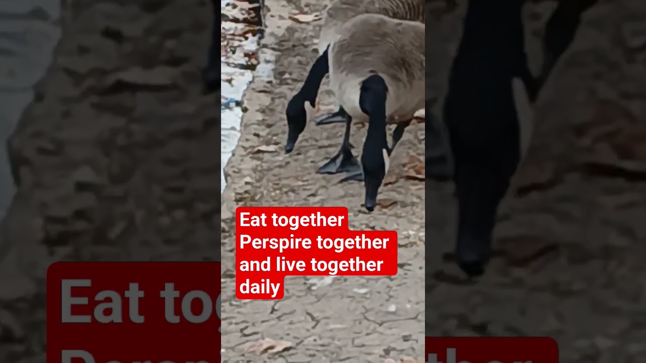 relax, these two geese are inseparable  indeed.