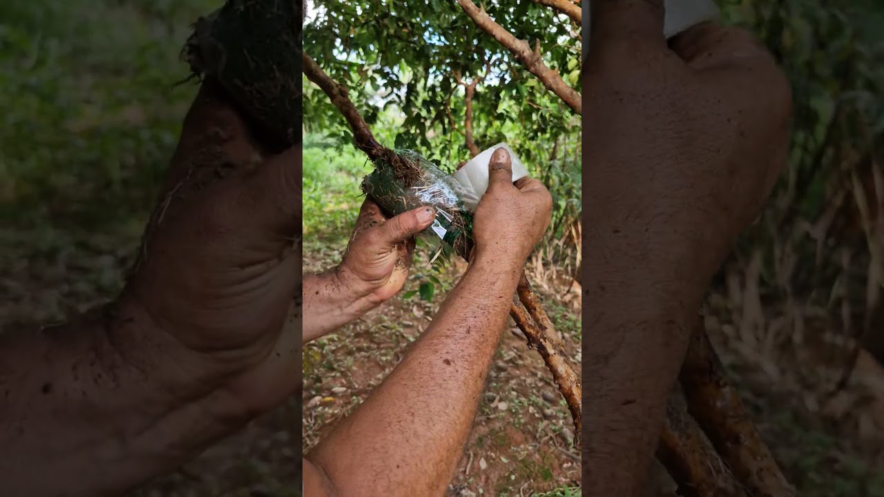 Como fazer clone de jabuticaba. #agro #campo #ro&ccedil;a #solo