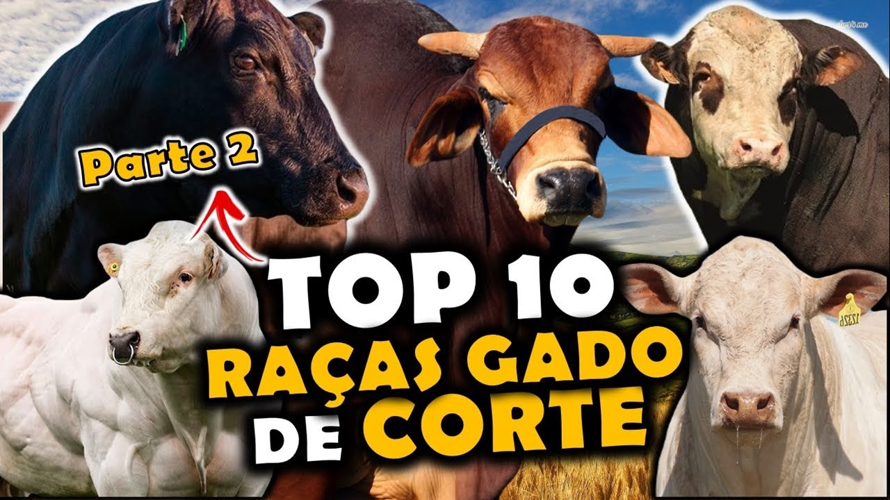 AS 10 PRINCIPAIS RAÇAS DE GADO DE CORTE NO BRASIL - Parte 2 (TOP 10 RAÇAS)
