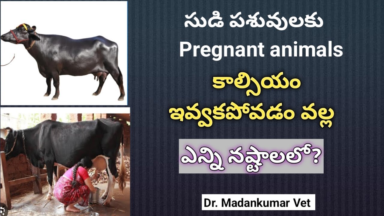 Is oral calcium compulsory to pregnant Buffaloes and Cows to increase milk | Dr. Madankumar Vet